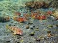 foto de buceo