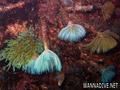 foto de buceo