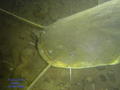 foto de buceo