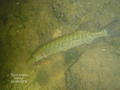 foto de buceo