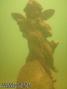 foto de buceo