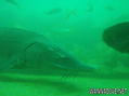 foto de buceo