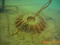 foto de buceo