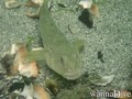 foto de buceo