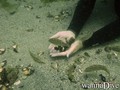 foto de buceo