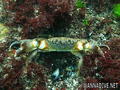 foto de buceo