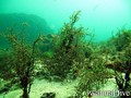 foto de buceo