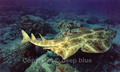 foto de buceo