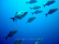 foto de buceo