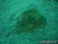 foto de buceo