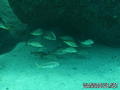 foto de buceo