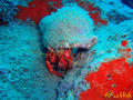 foto de buceo