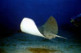 foto de buceo