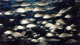 foto de buceo