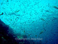 foto de buceo