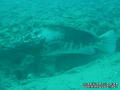 foto de buceo