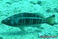 foto de buceo