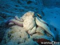 foto de buceo