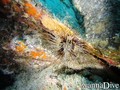 foto de buceo