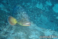 foto de buceo