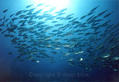 foto de buceo