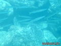foto de buceo