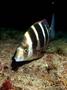 foto de buceo