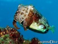 foto de buceo