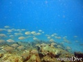 foto de buceo