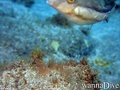 foto de buceo