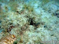 foto de buceo