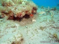 foto de buceo