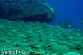 foto de buceo