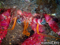 foto de buceo