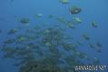 foto de buceo