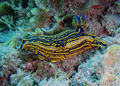 foto de buceo
