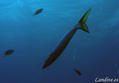 foto de buceo