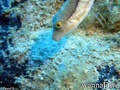 foto de buceo