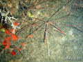 foto de buceo