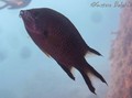 foto de buceo