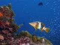 foto de buceo