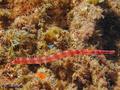 foto de buceo