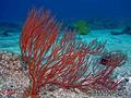 foto de buceo