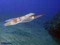 foto de buceo