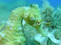 foto de buceo