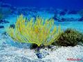 foto de buceo