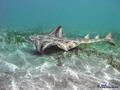 foto de buceo