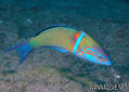 foto de buceo