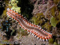 foto de buceo