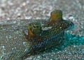 foto de buceo
